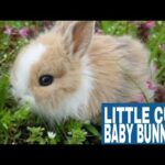 Funny Baby Bunny #1 Cute Bunny Compilation