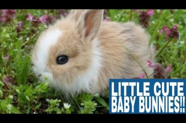 Funny Baby Bunny #1 Cute Bunny Compilation