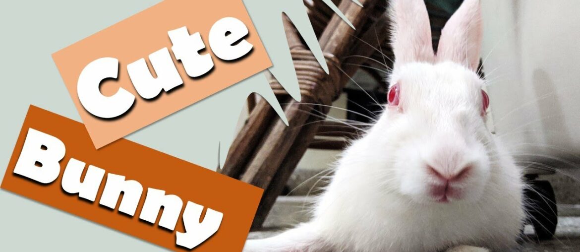 Cute Bunny Washing Her Face I Funny and Cute Bunny Rabbit Video Cute Bunny Washing Her Face I Funny and Cute Bunny Rabbit Video
