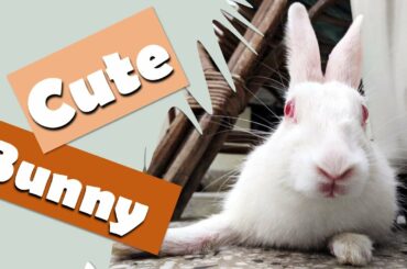 Cute Bunny Washing Her Face I Funny and Cute Bunny Rabbit Video