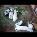 Funny and Cute Baby Bunny Rabbit Video 🐇 2020 - Media Videos