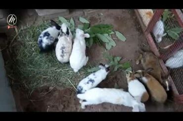 Funny and Cute Baby Bunny Rabbit Video 🐇 2020 - Media Videos
