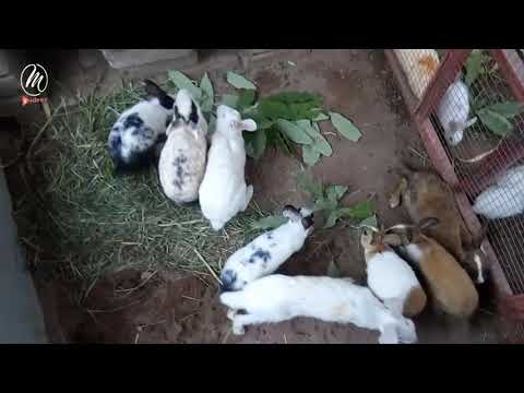 Funny and Cute Baby Bunny Rabbit Video 🐇 2020 – Media Videos Funny and Cute Baby Bunny Rabbit Video 🐇 2020 - Media Videos