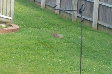 Groundhog Gooses Rabbit - Baby Groundhog 'Gooses' Baby Bunny on the Bum