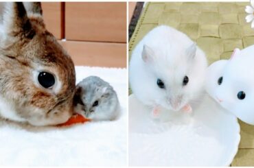 Prince Hamdan Loves Animals | Cute Little Baby Rabbit | Cute Baby animals compilation  Part # 2