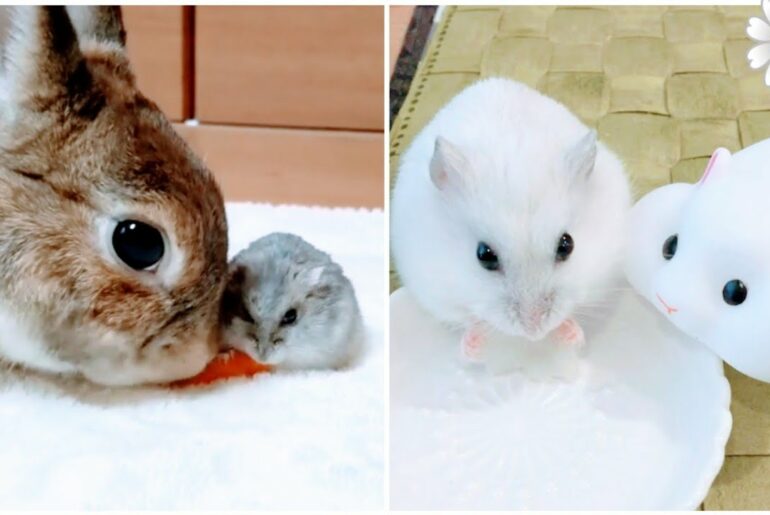 Prince Hamdan Loves Animals | Cute Little Baby Rabbit | Cute Baby animals compilation  Part # 2