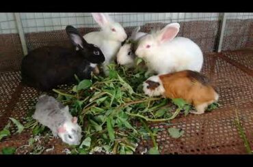 Rabbit | Rabbit Eating Vegetable | Funny Baby Bunny Rabbit Videos Compilation | Cute Rabbits