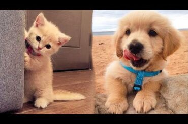 AWW CUTE BABY ANIMALS Videos Compilation cutest moment of the animals - Soo Cute! #3