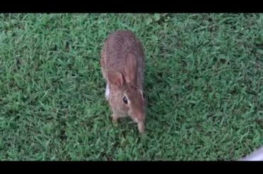 This rabbit visits everyday