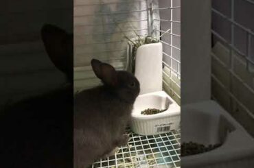 Baby bunny eating | かわいいうさぎの赤ちゃん ちょこのご飯タイム #1 【ちょこ🐰】