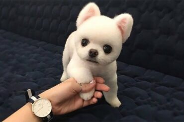 💗 Super Cute Pets ! Cute Baby Animals and Funny Pets Video Compilation #8 💗 Lucky Pets