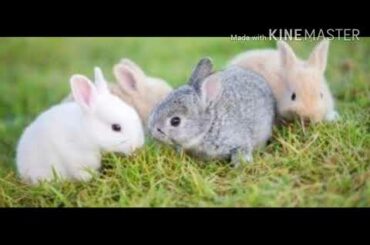 Cute rabbits babies of rabbit