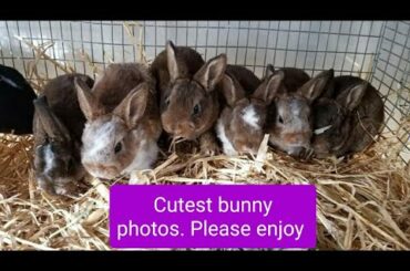 My cute bunnies photo compilation