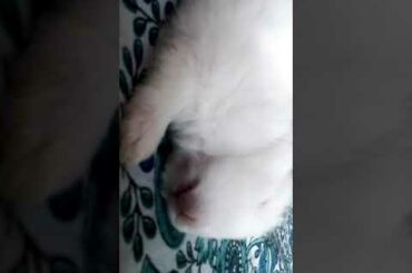 Baby 🐰 rabbit...cute nap