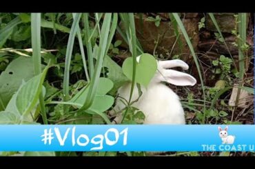 My cutest pet Rabbit 🐇(bunny) || vlog01 || #TheCoastU