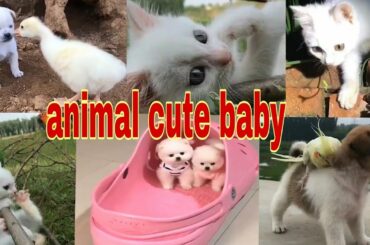 Dog cat rabbit duck cute baby for animals कुत्ता बिल्ली खरगोश बत्तख छोटे-छोटे बच्चे।