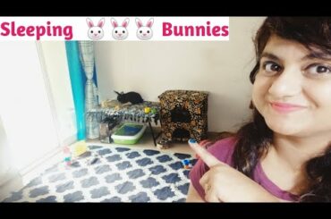 Vlog2 Sleeping Time My Cute Bunny Rabbits