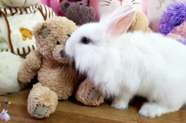 Funny and Cute Baby Bunny Rabbit Videos