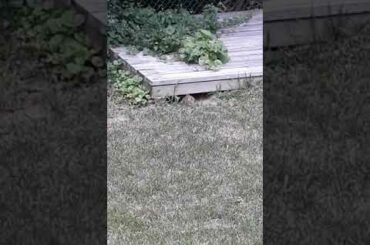Baby bunny eating in the groundhogs old home