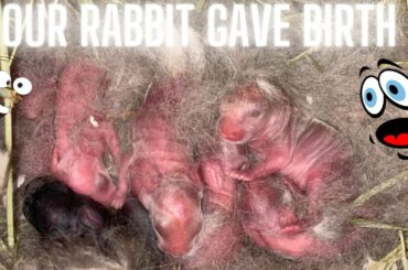 OUR RABBIT GAVE BIRTH - *SUPER CUTE ANIMALS* - VALDES FAMILY FARM