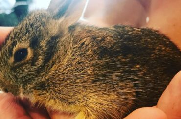 Baby Bunnies in my back yard!?
