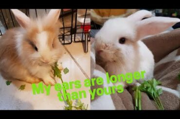 Super cute baby lionhead Rabbits | Animalians World