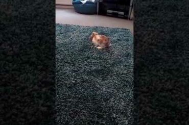 This is my cute bunny Coco!