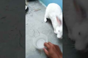 Funny Rabbit, Playing with Bowl, Funny Latest Video, Cute Rabbit, White Rabbit, Bunny