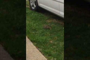 baby rabbit eating grass by my car