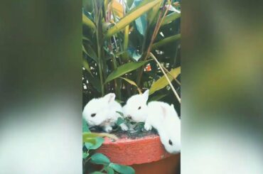 Cute and funny bunny baby rabbits🐇combination pets lover 😍