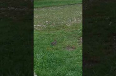 little baby rabbit outside by my side door