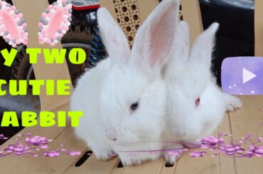 My Two Cutie Rabbit