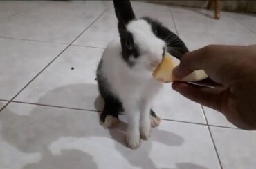 Cute storm rabbit eating apple. Amazing baby bunnies