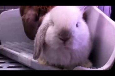 Baby Bunny Rabbits adorable pets
