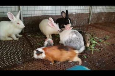 Rabbit | Rabbit Eating | Funny and Cute Baby Bunny Rabbtits Videos Compilation | Cute Rabbits