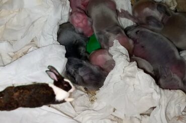 Poor baby lionhead rabbits attacked
