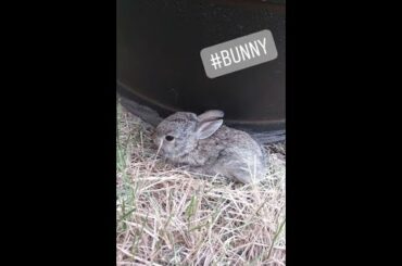 Cute little baby bunny