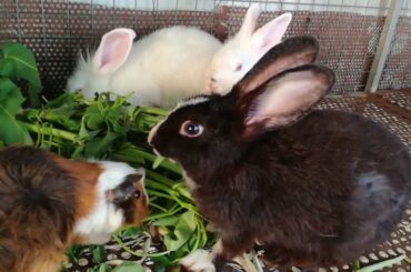 Rabbit |Rabbit Eating | Funny and Cute Baby Bunny Rabbit Videos | Baby Animal Video Compilation 2020