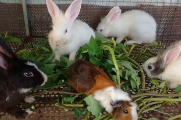 Rabbit Eating | Funny and Cute Baby Bunny Rabbit Videos | Baby Animal Video Compilation 2020