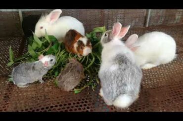Cute Rabbit Eating | Funny and Cute Baby Bunny Rabbit Videos | Baby Animal Video Compilation 2020