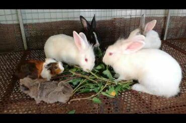 Rabbit Eating | Funny and Cute Baby Bunny Rabbit Videos | Baby Animal Video Compilation 2020