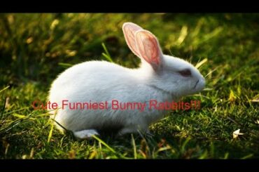 Funny Baby Bunny Rabbits | Cutest videos compilation | Most Beautiful Bunny Rabbits