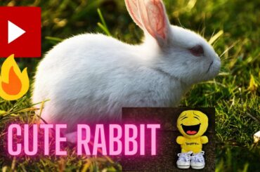 Funny Rabbit love to eat banana leaf,Animal Video Compilation,Funny Dogs Cat Pets World