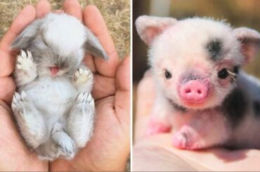 Cute baby animals Videos Compilation cute moment of the animals - Soo Cute! #2