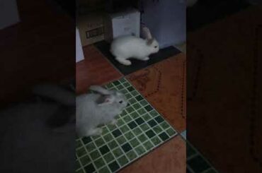 Very Cute Baby Girl&Boy Rabbit 🐰