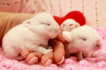 😍 Tiny bunnies get to know the world. 10th day after birth