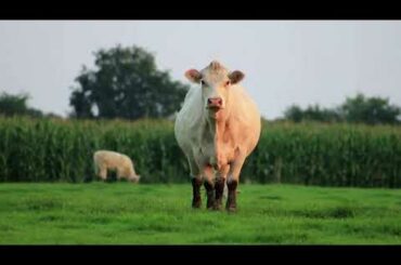 Animals SOO Cute! Cute baby animals Videos