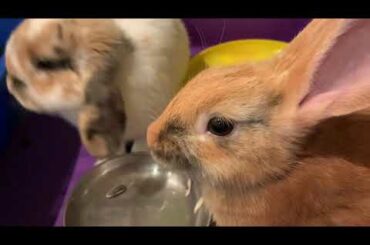 Cute baby bunnies eating dinner!