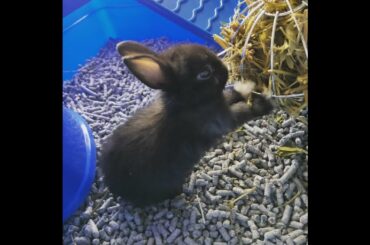 Cute baby bunnies like Oreo that fit in small tea cups