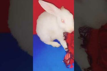 #Baby Bunny#Love his#towel a lot😃#look at his#ear😂#How #adorable 😍😍 #cloud ☁☁